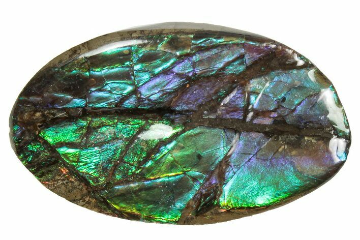 Flashy Ammolite (Fossil Ammonite Shell) - Greens & Purples #357626